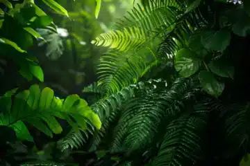 Verdant green leaves of a lush rain forest