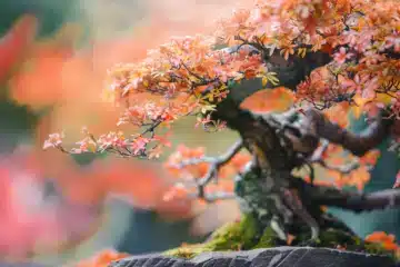 A bonsai maple tree with peach colored leaves