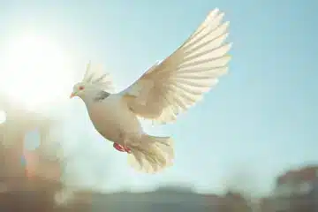 A dove taking flight