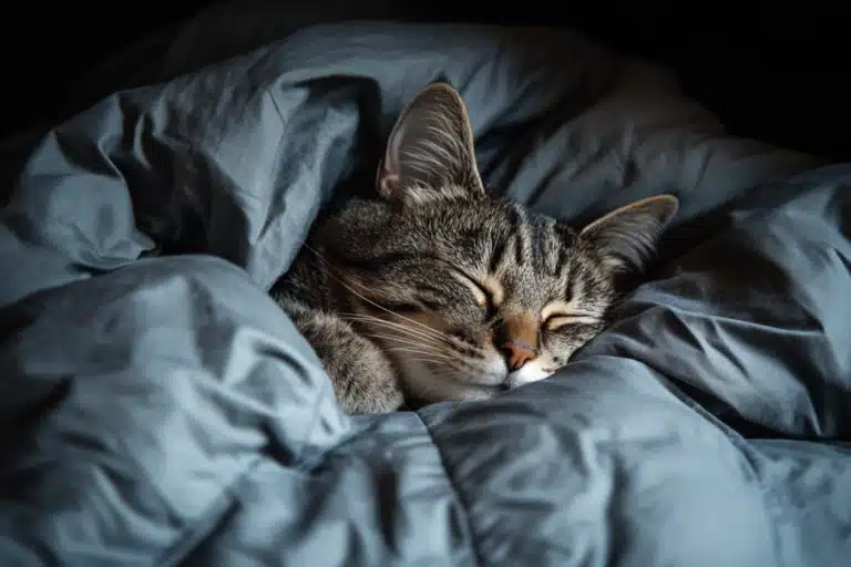 Tabby cat sleeping in a down comforter